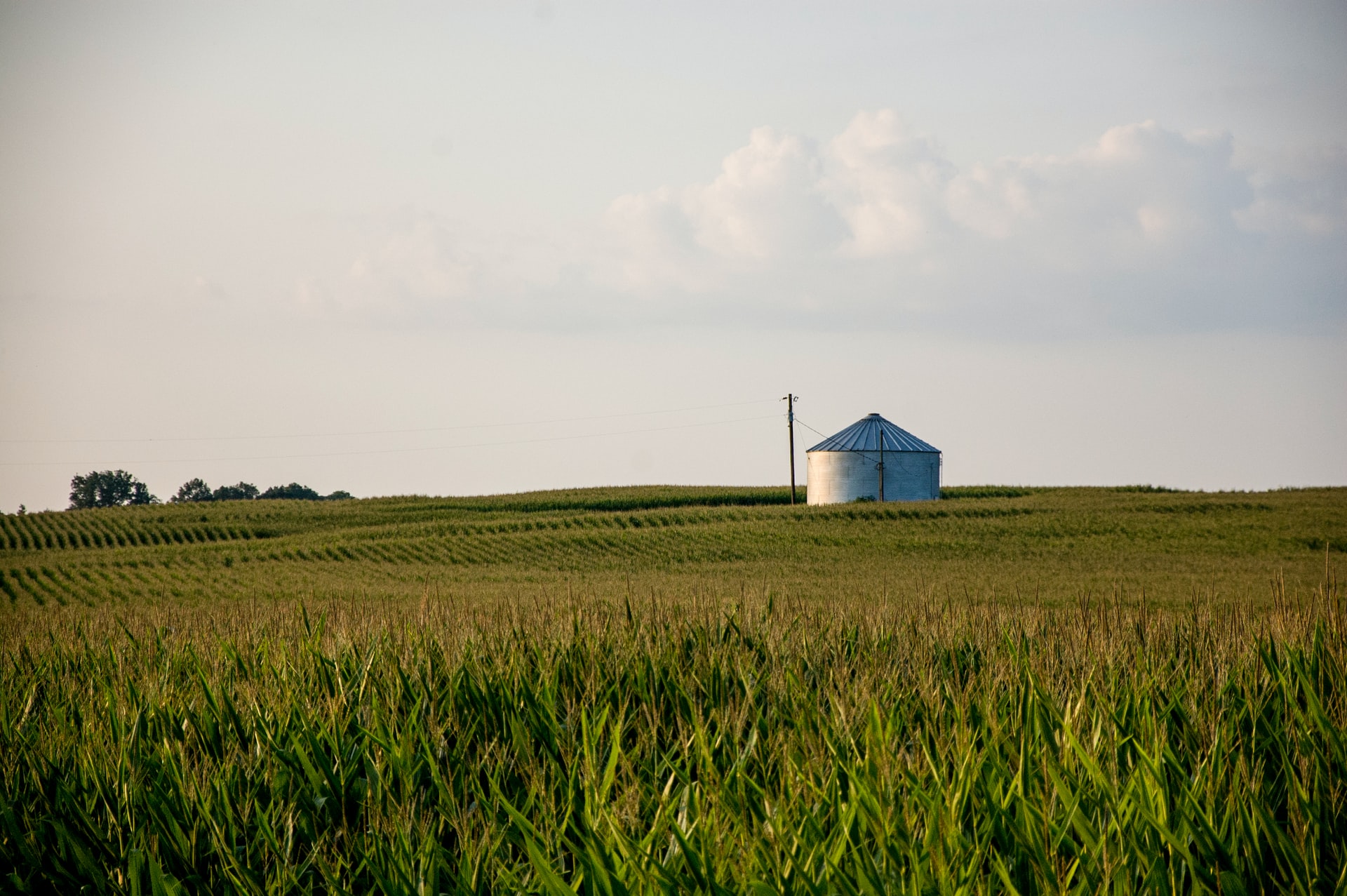 Farm landscape