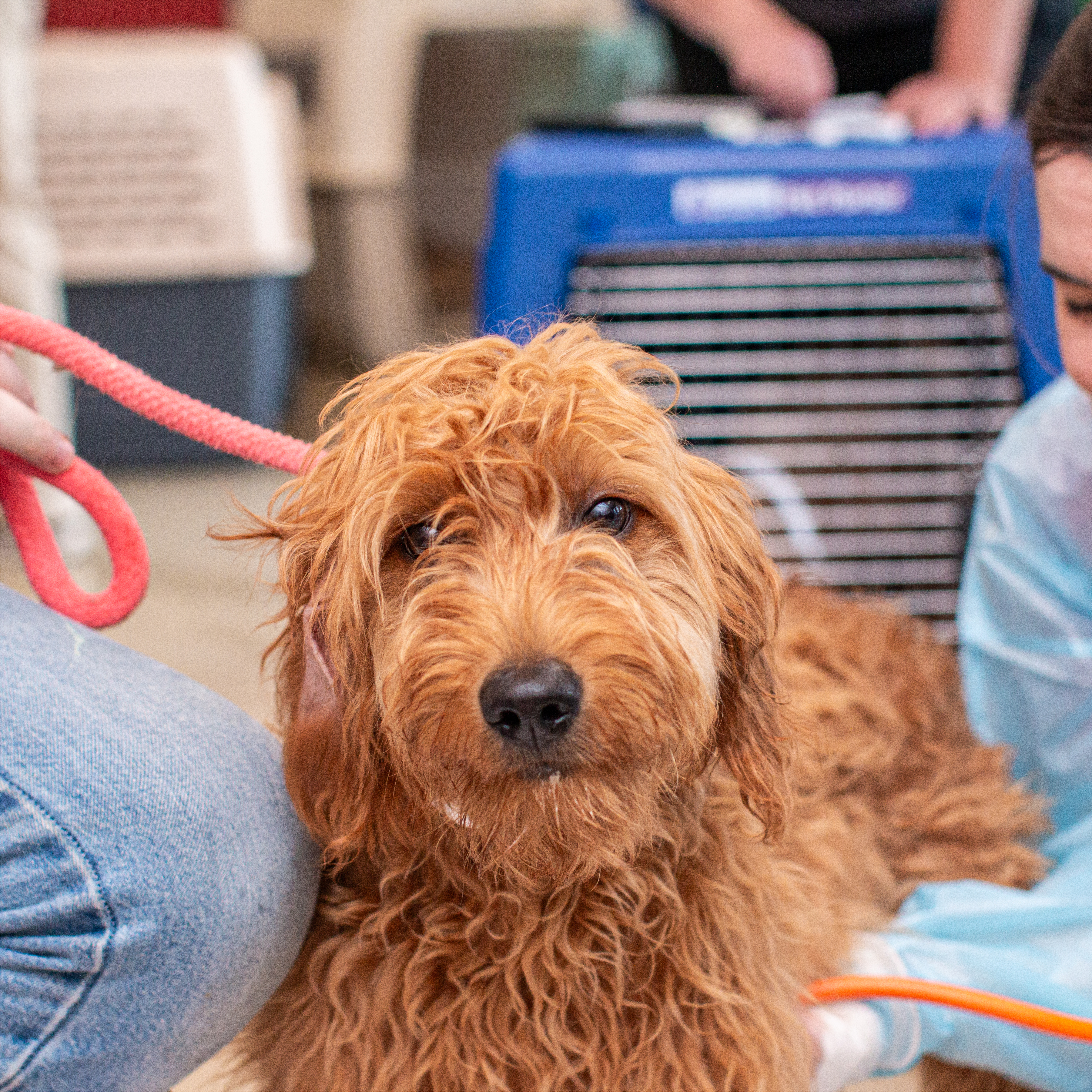 Transforming the Future of Animal Rescue Image