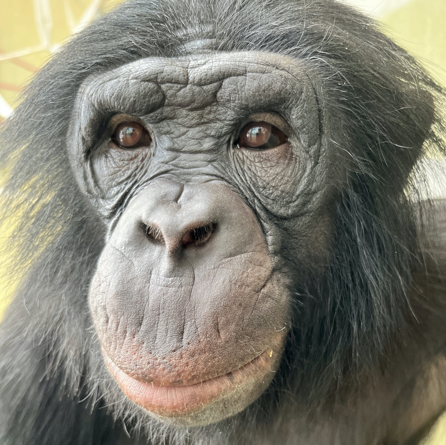 From Education to Conservation: Safeguarding a Future for Bonobos Image