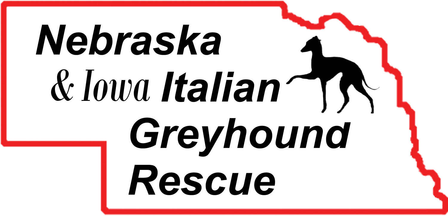 Nebraska and Iowa Italian Greyhound Rescue Image