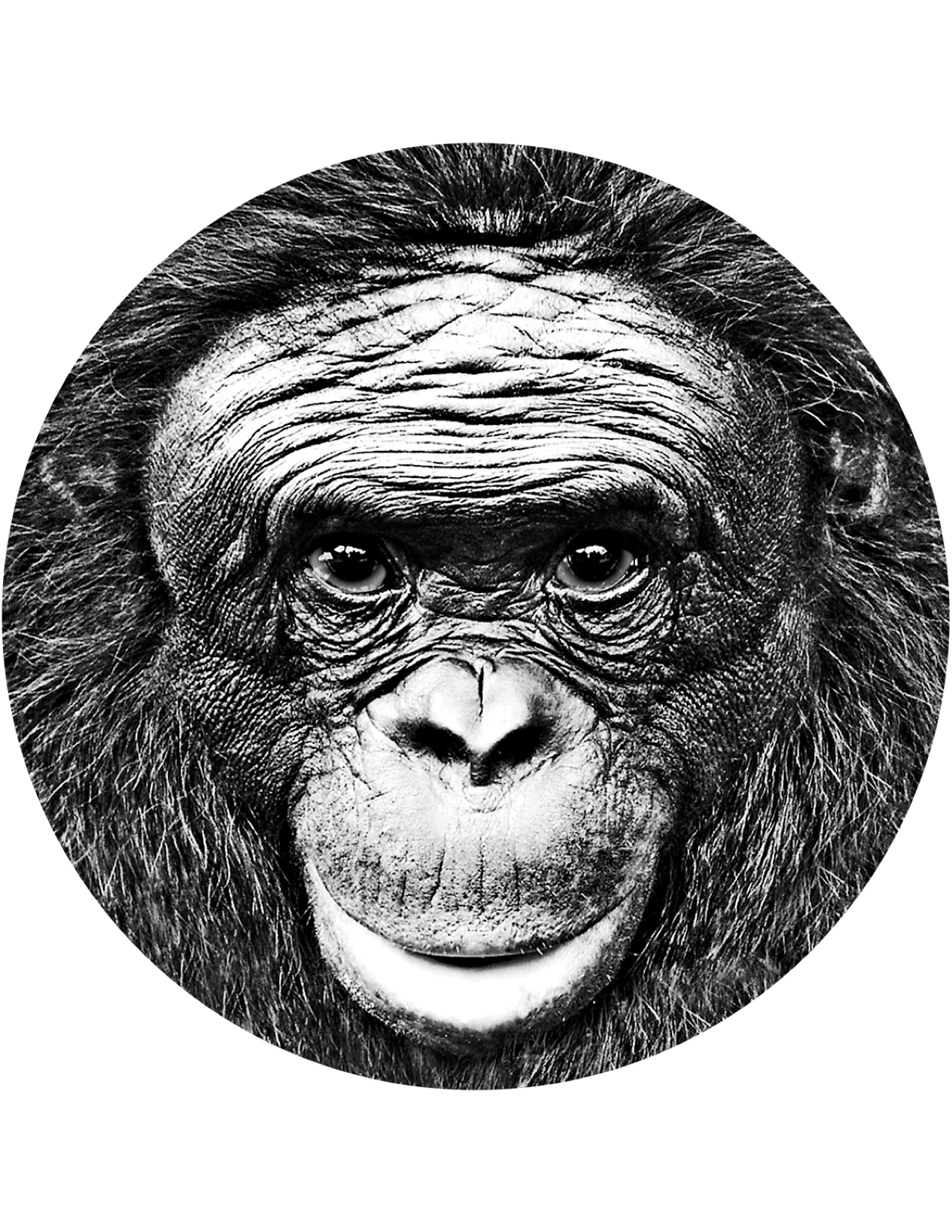 Ape Initiative Image